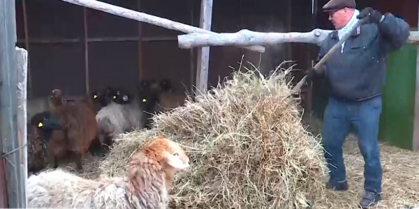 Қостанайлық шаруа жайылымдық жер тапшылығынан 400 малын союға мәжбүр болған