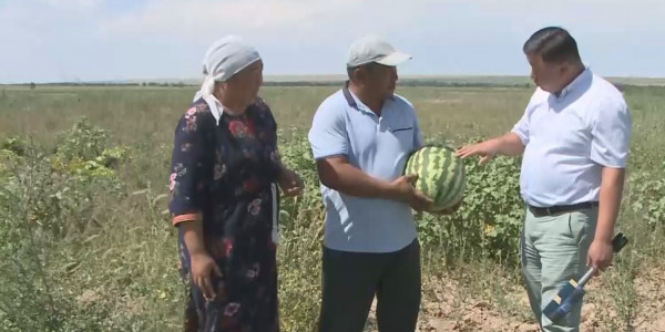 Бәйдібек ауданында көпбалалы отбасы қарбыз егіп, табысқа кенелді