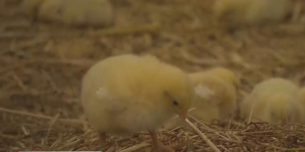 Макинская птицефабрика запустила вторую очередь производства