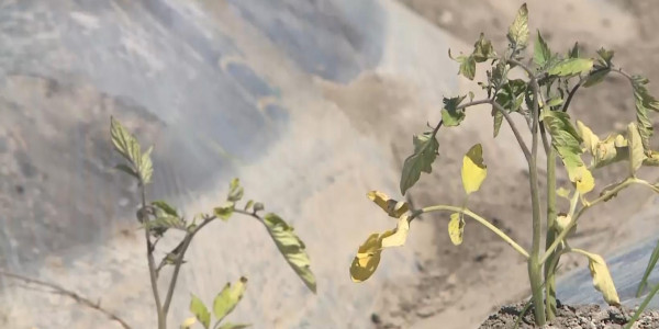 ШҚО ауылдары бау-бақшаға су таппай тарығып отыр