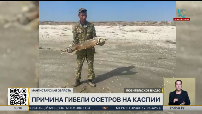 Причину массовой гибели осетров расследуют в Мангистау