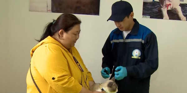 К 1 сентября в Казахстане кошки и собаки должны быть чипированы