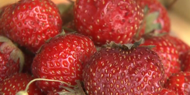 Высокие цены на ягоды на рынках Алматы отмечают жители города