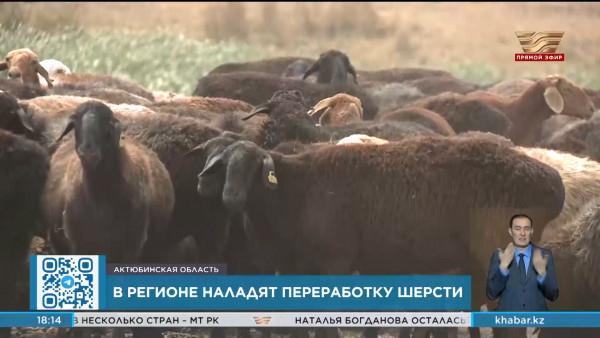 Переработку шерсти наладят в Актюбинской области