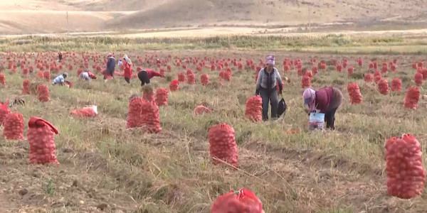 В 2025 году в Казахстане проведут перепись сельхозпредприятий