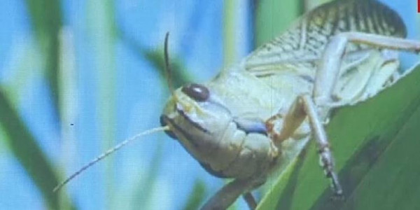 Ақтөбе облысында шегірткемен күрес жалғасып жатыр