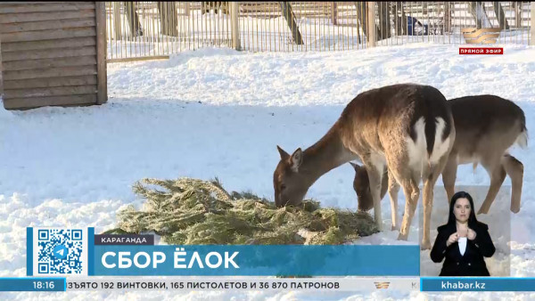 Карагандинский зоопарк проводит ярмарку по сбору хвойных деревьев