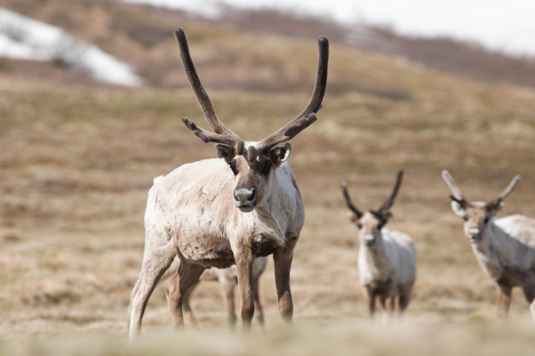 &laquo;Роснефть&raquo; подвела итоги полевого сезона арктических научных исследований