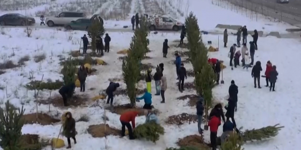 Экоактивисты высаживают в Алматы хвойный лес