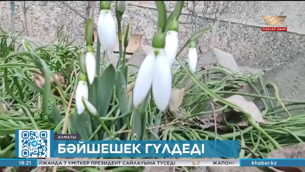 Қыстың ортасында Алматы тауларында бәйшешек гүлдеді