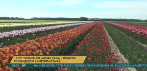 Новый сорт тюльпанов вывели в Нидерландах в честь Астаны
