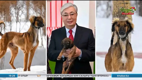 Ақорда серуенде жүрген Наурыз атты тазының видеосын таратты