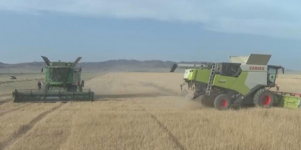 Жетісу облысында егінге орақ түсті