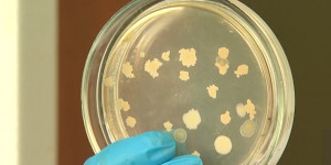 Алматинские учёные получили из бактерии необычный пластик «псевдомонас»
