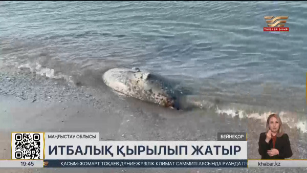 Каспий жағалауында итбалық қырылып жатыр
