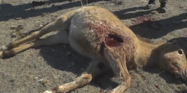 Атыраулық шаруалар жоғалған малын кімнен дауларын білмей дал