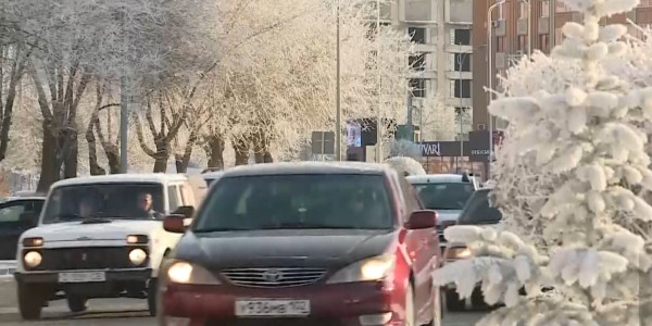 Около 500 деревьев планируют вырубить близ Актобе