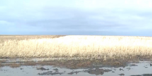 Из-за дождей аграрии не могут собрать урожай