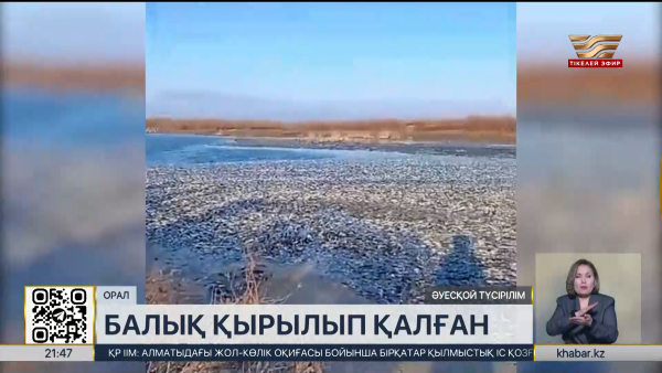 БҚО-да балық қырылып қалған