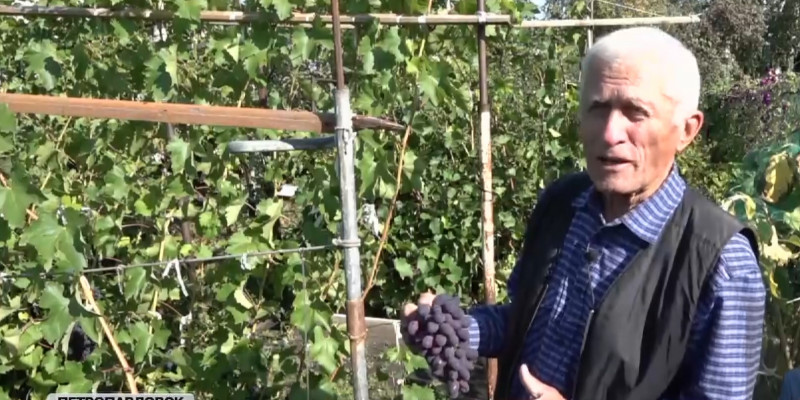 20 сортов винограда выращивает пенсионер из Петропавловска