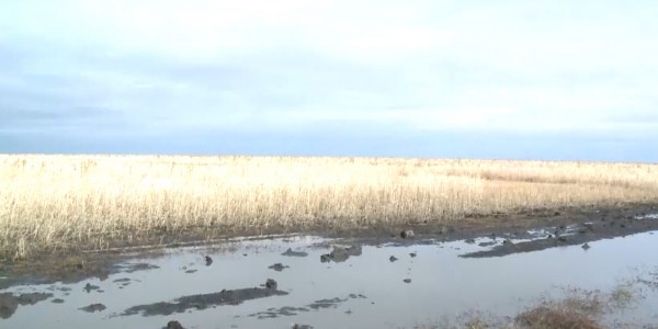 Қостанай облысында толассыз жауған жаңбырдан жиын-терін тоқтап тұр