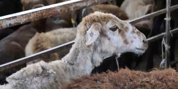 Маңғыстауда мал қымбаттап кетті