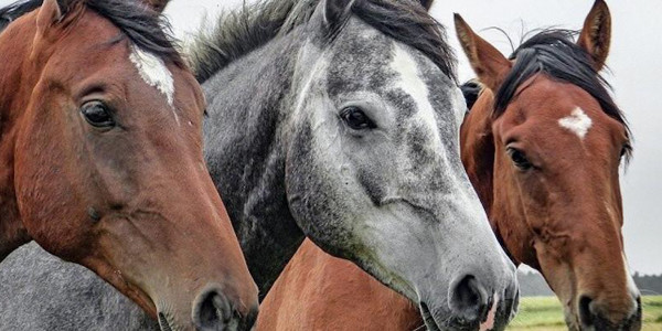 Ақтау көшелерінде иесіз жүрген жылқылар жасыл желекті таптап жатыр