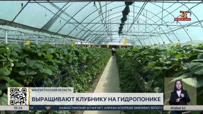 Клубнику на гидропонике выращивают в Жанаозене