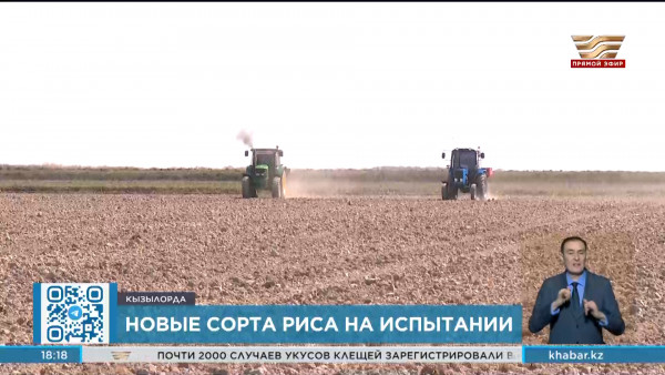 Новые сорта риса проходят испытания на полях Кызылординской области
