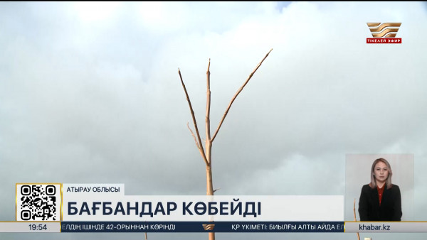 Атыраулық бағбан тропикалық павловния ағашын өсіреді