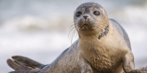 В Актауском центре изучения и реабилитации тюленей спасли двух каспийских нерп