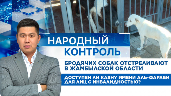 Бродячих собак отстреливают в Жамбылской области | Народный контроль
