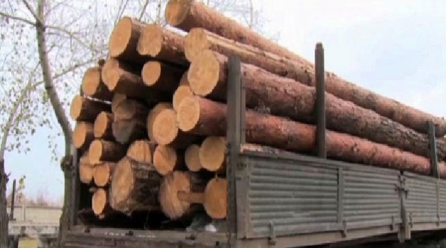 Семеро жителей Павлодарской области задержаны за незаконную порубку леса