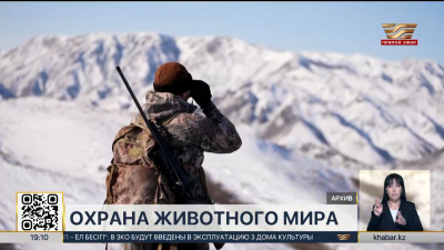 В Казахстане ужесточили наказание за жестокое обращение с животными