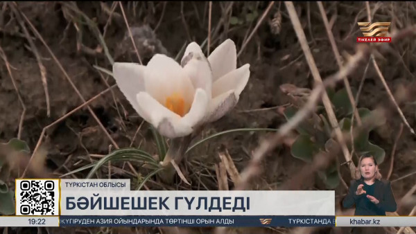 Оңтүстікте бәйшешек гүлдеді