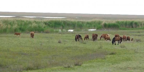 БҚО-дағы Жаңақала ауданында жер дауы ушығып тұр