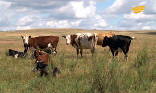 &laquo;Продвопрос&raquo;. Преимущества кооперации