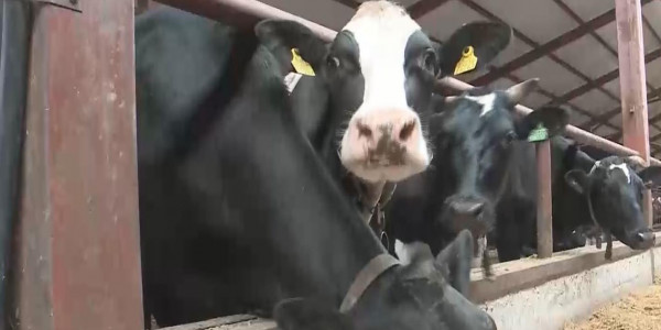 Қостанай облысында 350-ден астам ірі қарадан бруцеллез анықталды