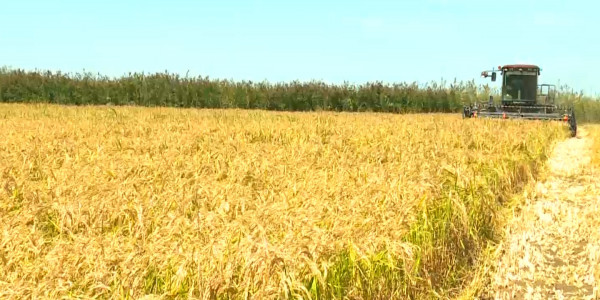 Биыл Сыр өңірінің шаруалары суармалы судан таршылық көрді