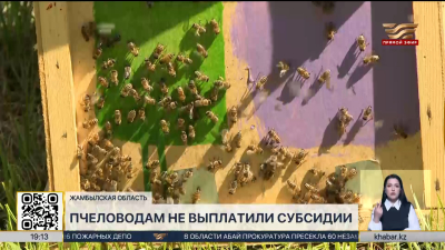 Пчеловодам не выплатили субсидии