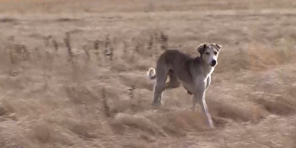 Елімізде итбегілік ресми мәртебеге ие болады
