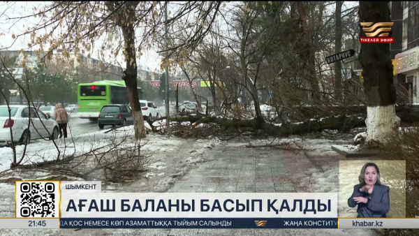 Шымкентте ағаш құлап, жасөспірім қаза тапты
