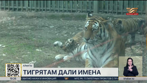В Алматинском зоопарке дали имена амурским тигрятам