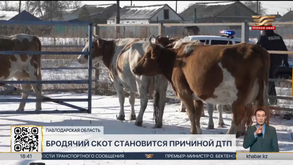 Бродячий скот становится причиной ДТП в Павлодарской  области