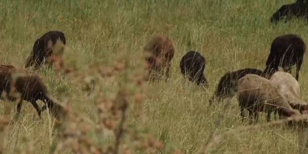 Фермеры Жамбылской области просят выдать им субсидии