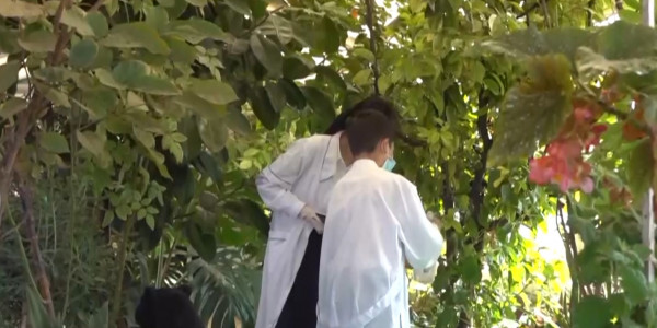 Маңғыстау облысындағы шалғайда жатқан шағын ауылда пальма өсуде