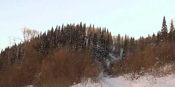 Что грозит казахстанцам за незаконную вырубку елей?