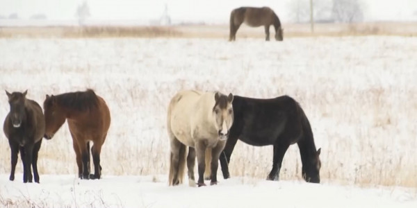 190 раз своровали домашний скот в Костанайской области