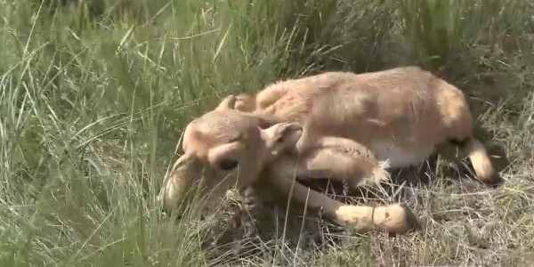 БҚО-да киік санының артуына байланысты шаруалардан шағым көбейді