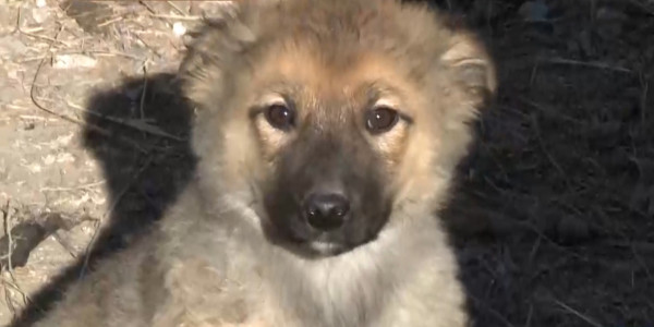 Совет по защите животных создадут в столице